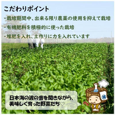農家直送 春野菜セット 1箱 10品目以上 《元気に育った新鮮野菜!》