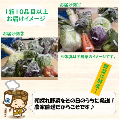 農家直送 春野菜セット 1箱 10品目以上 《元気に育った新鮮野菜!》
