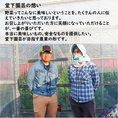農家直送 春野菜セット 1箱 10品目以上 《元気に育った新鮮野菜!》