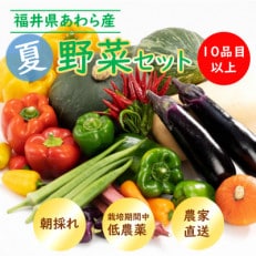 農家直送 夏野菜セット 1箱 10品目以上 《元気に育った新鮮野菜!》