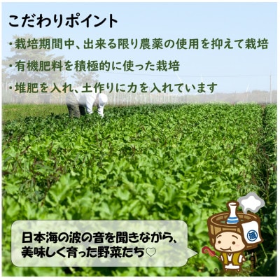 農家直送 秋野菜セット 1箱 7品目以上 《元気に育った新鮮野菜!》