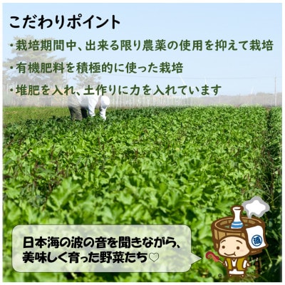 農家直送 冬野菜セット 1箱 10品目以上 《元気に育った新鮮野菜!》