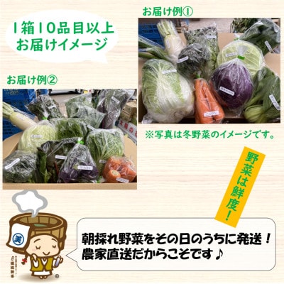 農家直送 冬野菜セット 1箱 10品目以上 《元気に育った新鮮野菜!》
