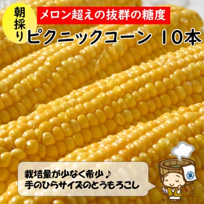 朝採り ピクニックコーン 黄色 10本入《生でも食べられる!希少品》
