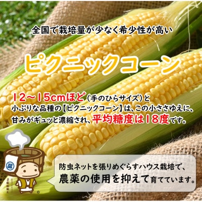 朝採り ピクニックコーン 黄色 10本入《生でも食べられる!希少品》
