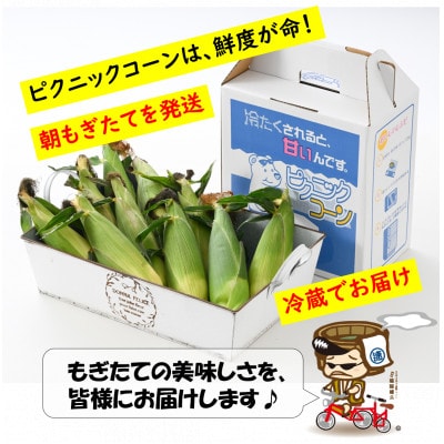 朝採り ピクニックコーン 黄色 10本入《生でも食べられる!希少品》