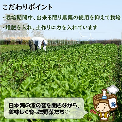 【毎月定期便】 農家直送 旬の野菜セット 10品目以上全12回