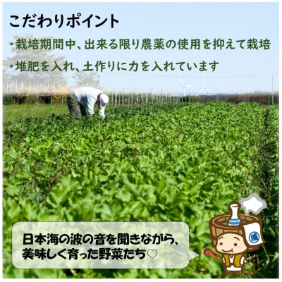 【毎月定期便】農家直送 旬の野菜セット 7品目以上全3回