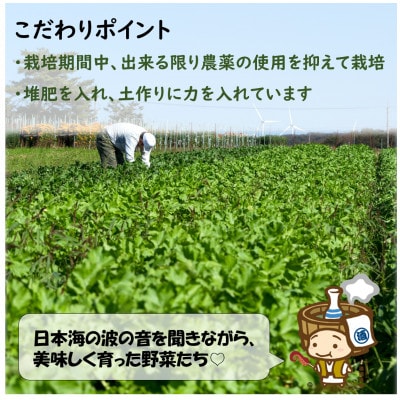 【毎月定期便】農家直送 旬の野菜セット 7品目以上全6回