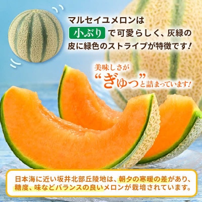 【先行予約】マルセイユメロン 2玉 約2.6kg以上(約1.3kg以上×2玉)大人気の赤肉品種!