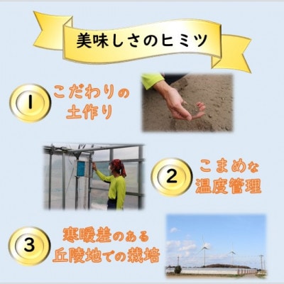 【先行受付】ペルルメロン 1玉(約2kg以上)青肉品種 高級メロン【家計応援!】
