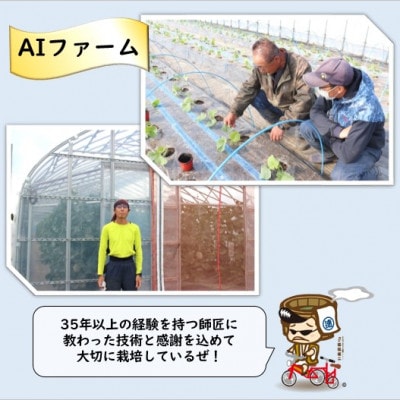 【先行受付】ペルルメロン 1玉(約2kg以上)青肉品種 高級メロン【家計応援!】