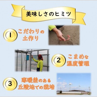 【先行受付】ペルルメロン 2玉(約2kg以上×2玉)青肉品種 高級メロン【家計応援!】