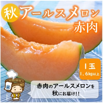 【先行受付】【赤肉】秋 アールスメロン 1玉(約1.6kg以上)