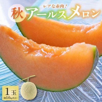【先行予約】【赤肉】秋 アールスメロン 1玉(約1.6kg以上)