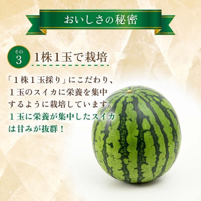 【先行予約】大玉すいか『祭ばやし』 1玉(約7kg以上)