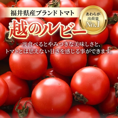 【先行予約】ミディトマト 越のルビー 約2kg 10パック(8パック+品質補償2パック)
