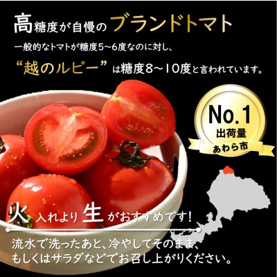 高糖度 ミディトマト 越のルビー 5パック 計約1kg(25～35個入)
