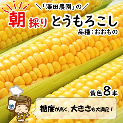 【先行受付】春とうもろこし 8本 おおもの 黄色 朝採り | ふるさと納税のお礼品