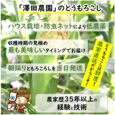 【先行受付】春とうもろこし 8本 おおもの 黄色 朝採り