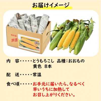 【先行受付】春とうもろこし 8本 おおもの 黄色 朝採り
