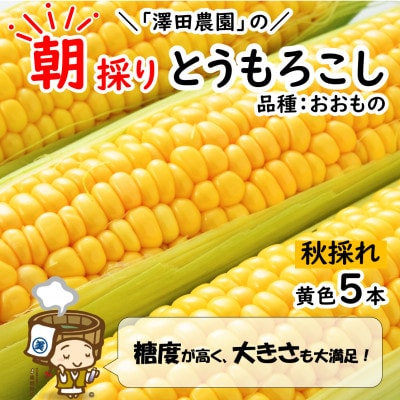 【先行受付】澤田農園の秋とうもろこし 5本 おおもの 黄色 朝採り