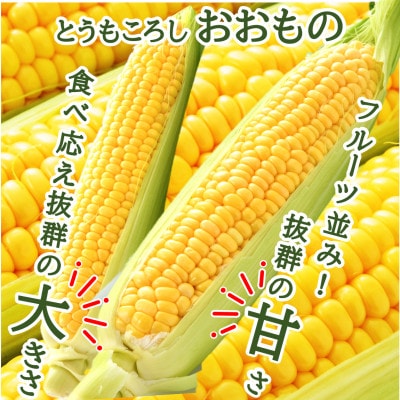 【先行受付】澤田農園の秋とうもろこし 5本 おおもの 黄色 朝採り