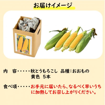 【先行受付】澤田農園の秋とうもろこし 5本 おおもの 黄色 朝採り