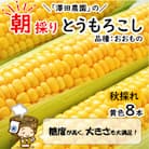 【先行受付】秋とうもろこし 8本 おおもの 黄色 朝採り
