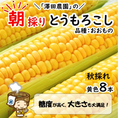 【先行受付】秋とうもろこし 8本 おおもの 黄色 朝採り