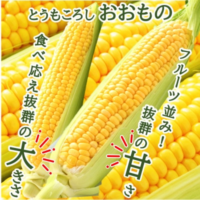 【先行受付】秋とうもろこし 8本 おおもの 黄色 朝採り
