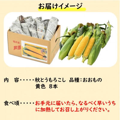 【先行受付】秋とうもろこし 8本 おおもの 黄色 朝採り