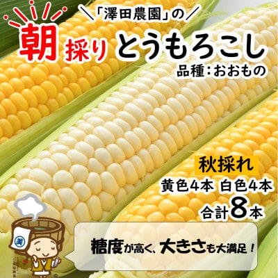 【先行受付】秋とうもろこし 黄色 白色 計8本 おおもの 朝採り