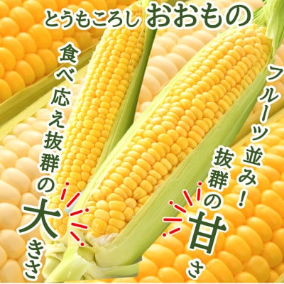 【先行受付】秋とうもろこし 黄色 白色 計8本 おおもの 朝採り