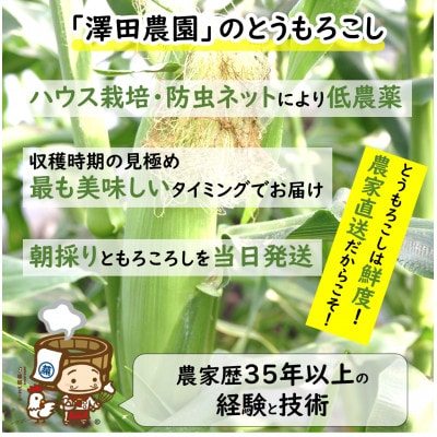 【先行受付】秋とうもろこし 黄色 白色 計8本 おおもの 朝採り
