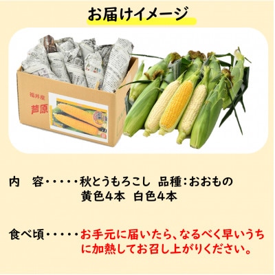 【先行受付】秋とうもろこし 黄色 白色 計8本 おおもの 朝採り