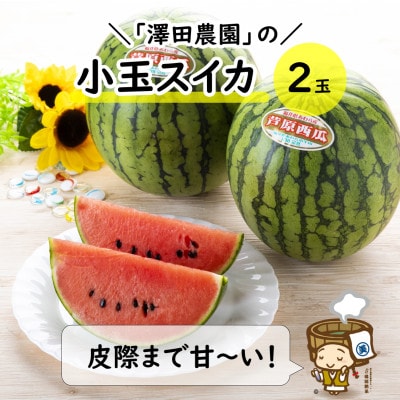 【先行予約】小玉すいか 愛娘(まなむすめ) 2kg以上 2玉入 <皮際まで抜群に甘い>
