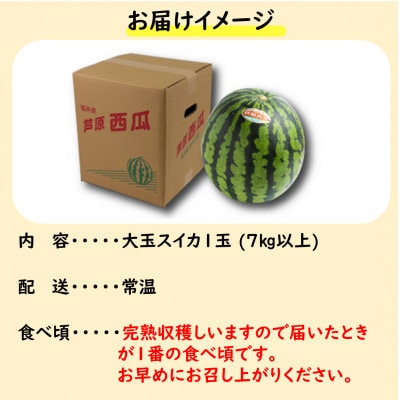 【先行予約】大玉スイカ(7kg以上 1玉入) 皮際まで甘い!シャリ感も抜群!