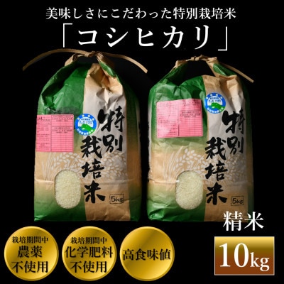 【令和6年産】特別栽培米コシヒカリ 精米 10kg 栽培期間中農薬・化学肥料不使用