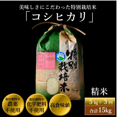 【毎月定期便】特別栽培米コシヒカリ精米5kg栽培期間中農薬・化学肥料不使用全3回