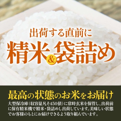 【毎月定期便】【一等米】エコ栽培ハナエチゼン精米5kg全6回