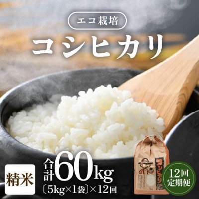 【毎月定期便】【一等米】 エコ栽培コシヒカリ　精米5kg全12回
