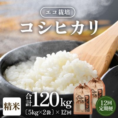 【毎月定期便】【一等米】 エコ栽培コシヒカリ精米10kg(5kg×2袋)全12回