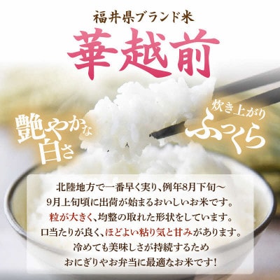 【令和8年産】華越前 無洗米 5kg/白米　単一原料米