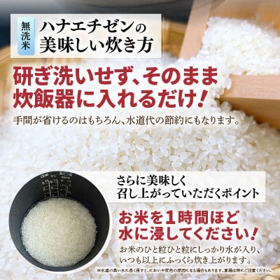 【令和8年産】華越前 無洗米 5kg/白米　単一原料米