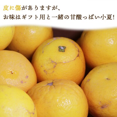 【先行受付】ハウス小夏(日向夏)約5kg(家庭用) 果物 土佐の高知のくだもの畑 kd-0009