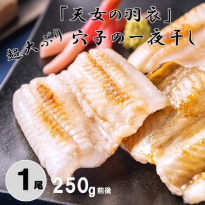「天女の羽衣」超大ぶり !あなご一夜干し 1尾 250g前後　(A001)