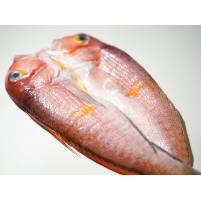 「一日漁」甘鯛一夜干　1尾(約300g)　(A194)