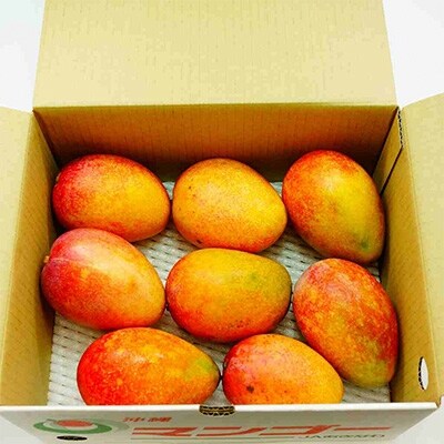 沖縄県産 訳あり マンゴー 約1 5kg さとふる限定 お礼品詳細 ふるさと納税なら さとふる