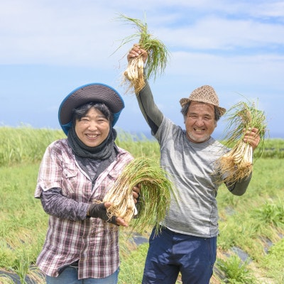 島らっきょうの塩漬け300g
